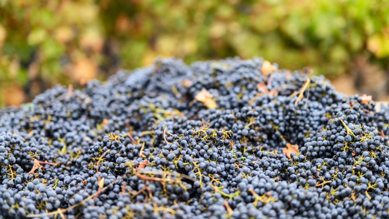 Blessing of the Grapes