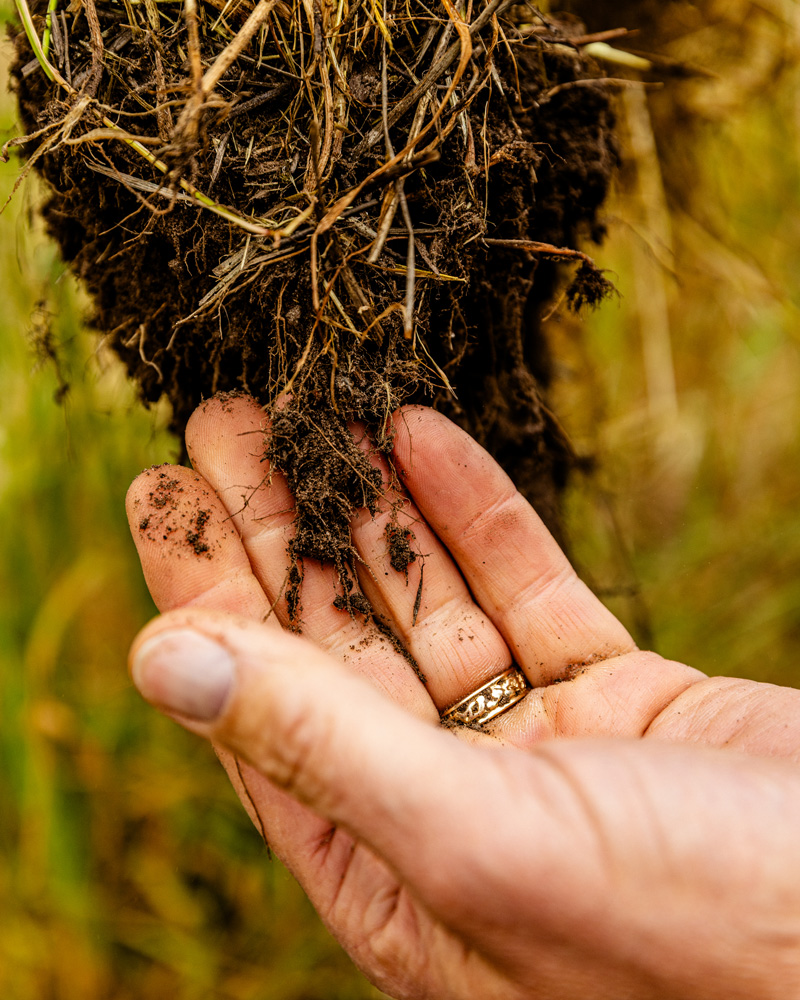 A root system of cover crops is held gingerly in hand, being inspected and observed.