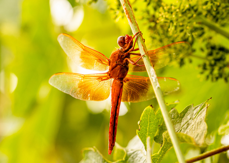 A flame skimmer dragonfly perches on a vine, indicating a natural harmony in the ecosystem created by regenerative organic agriculture.