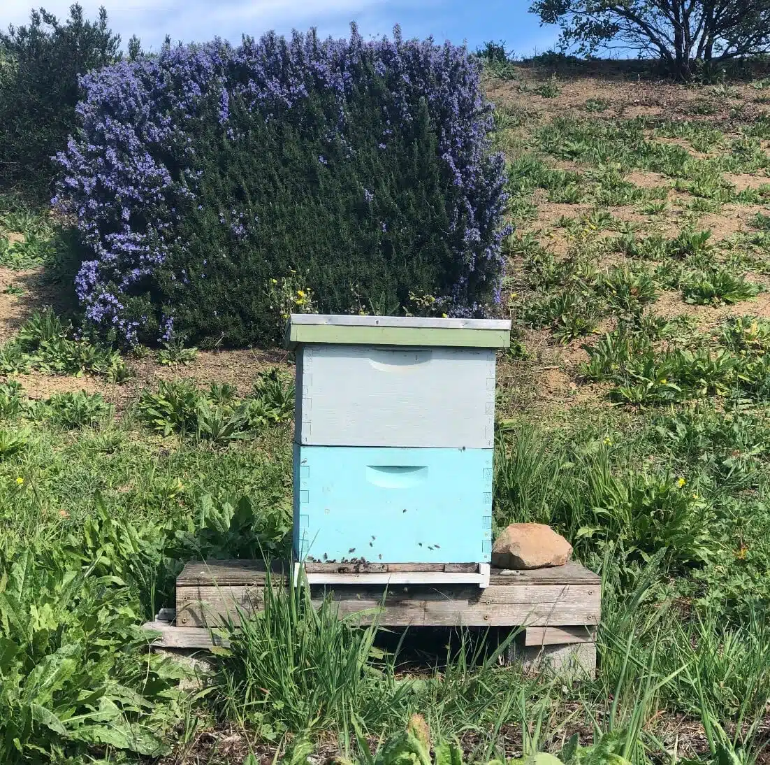 bee-box-image