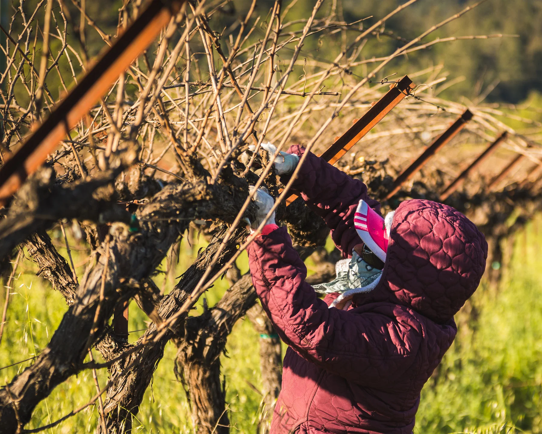 woman using shears to trim grapevine