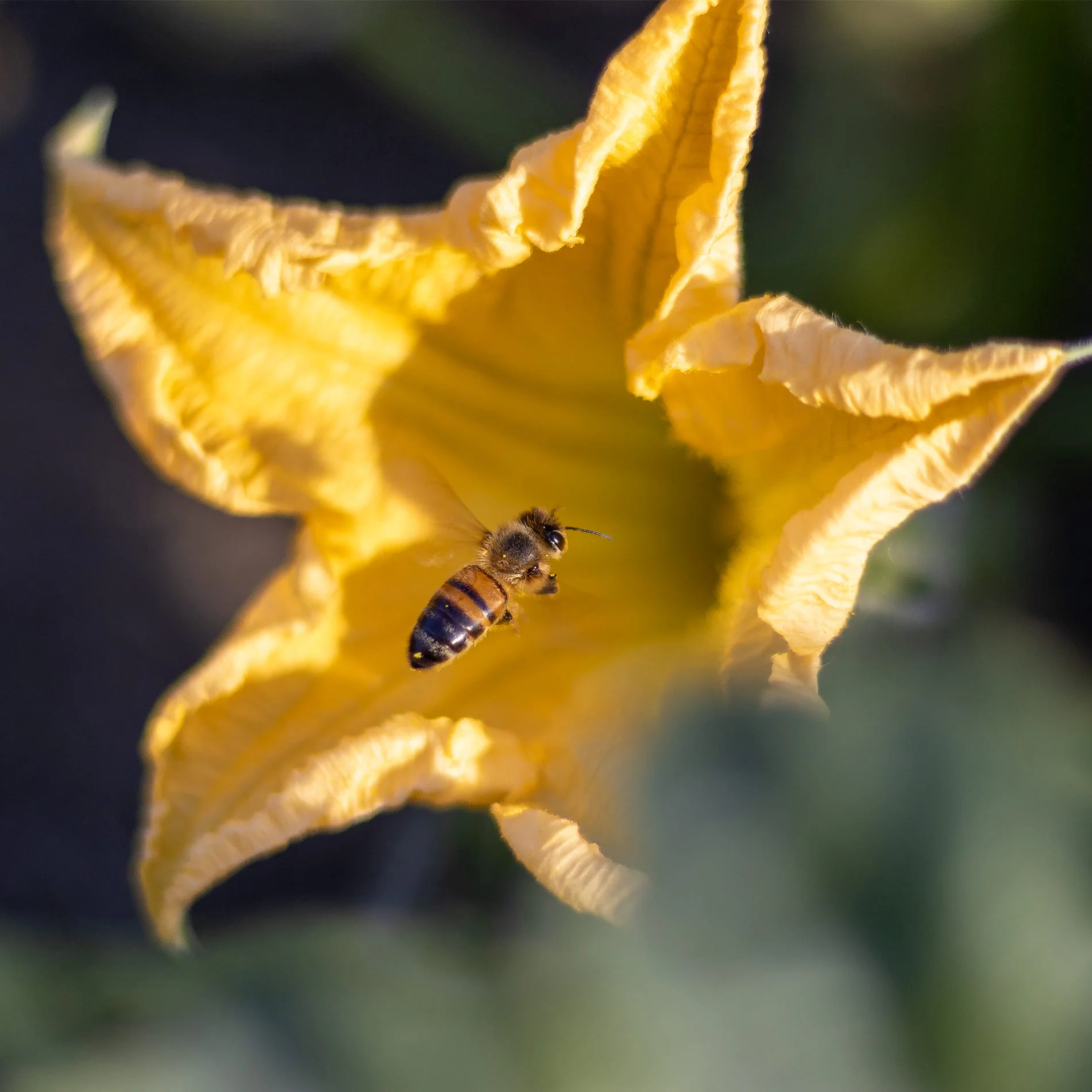 bee pollinating flower