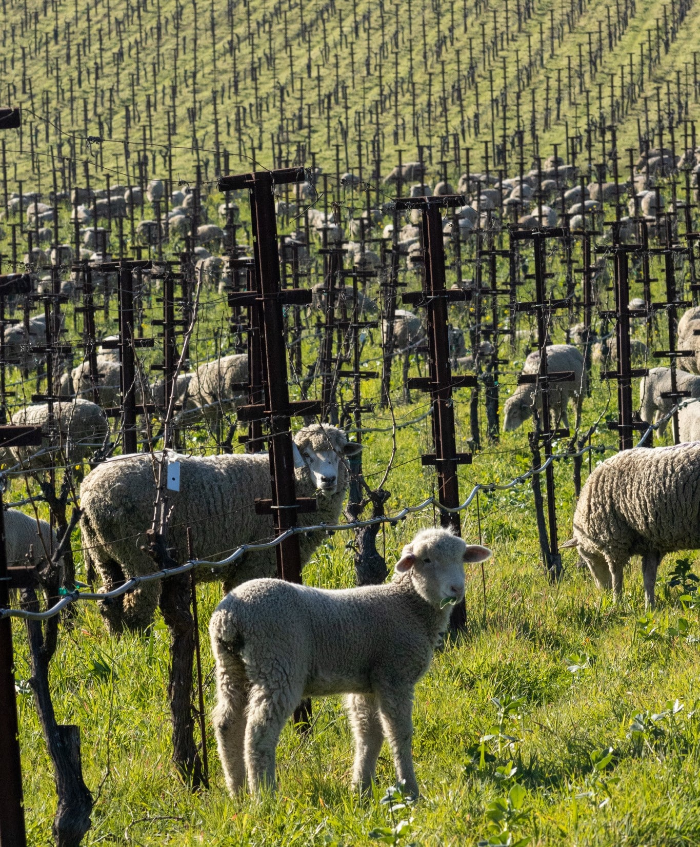 Grazing sheep is an all-natural form of land-management