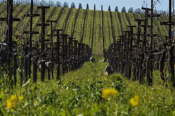 vineyards with sheep in distance