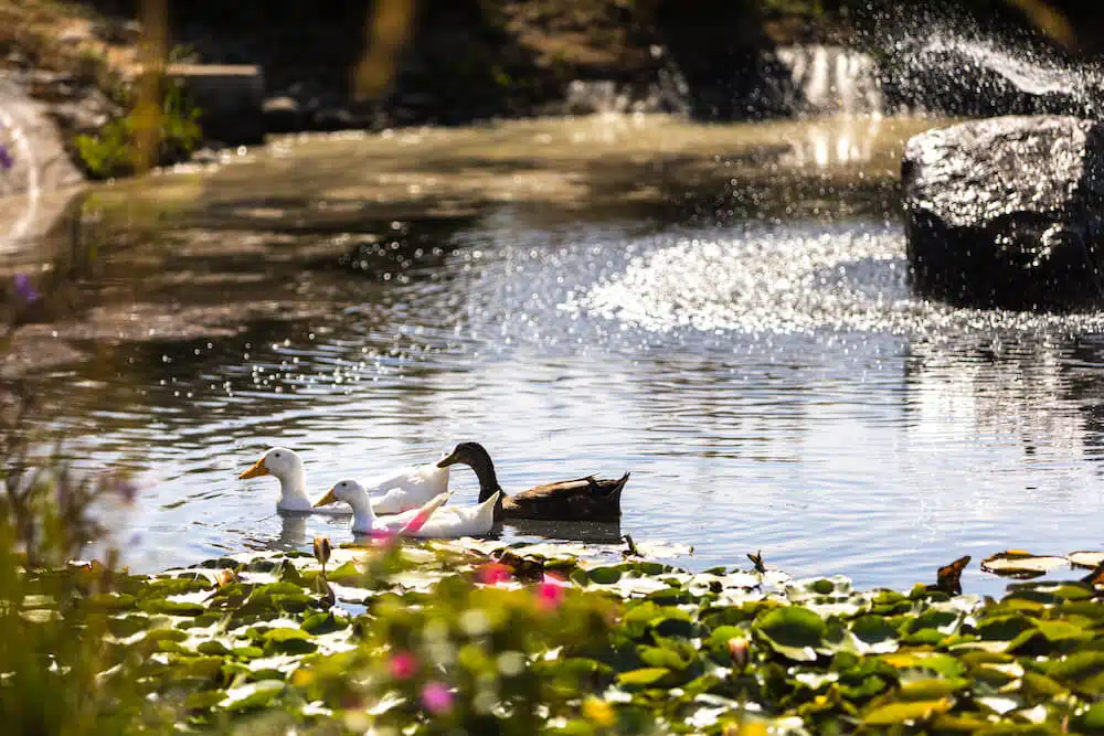 Ducks in lake