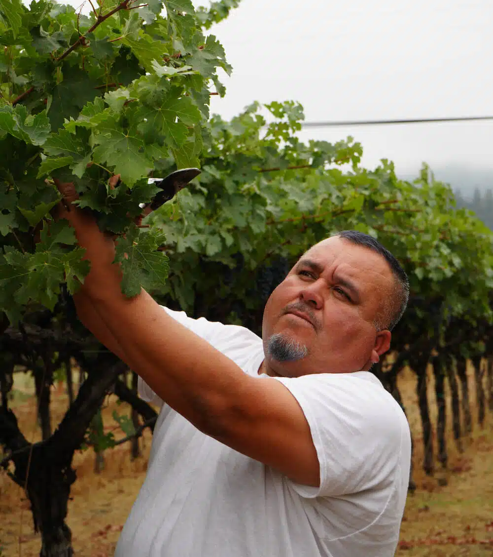 oscar in the vineyard prning