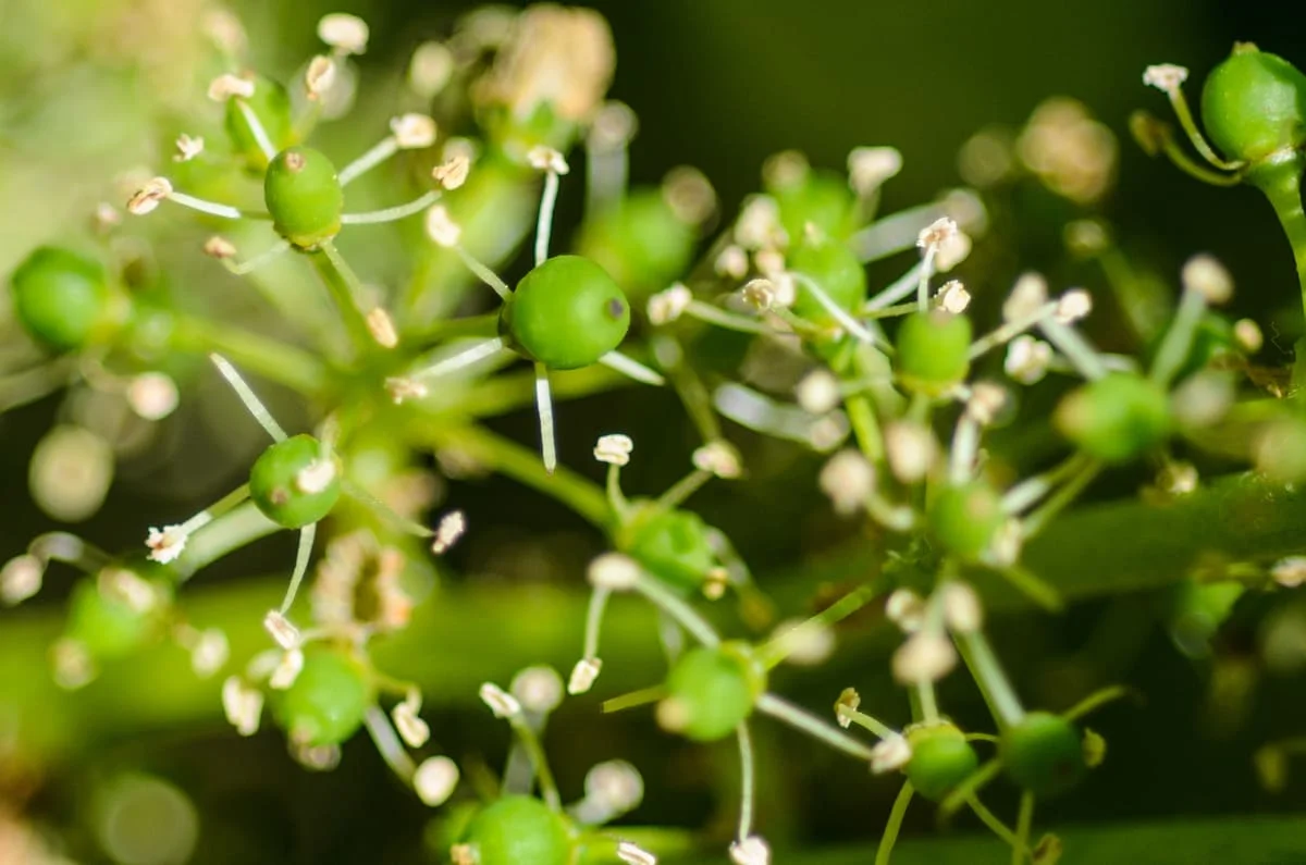 grape vine bloom