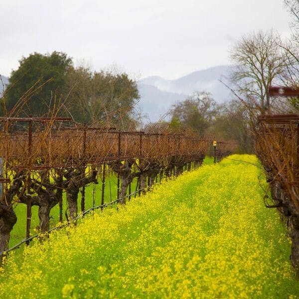 mustard in vineyards