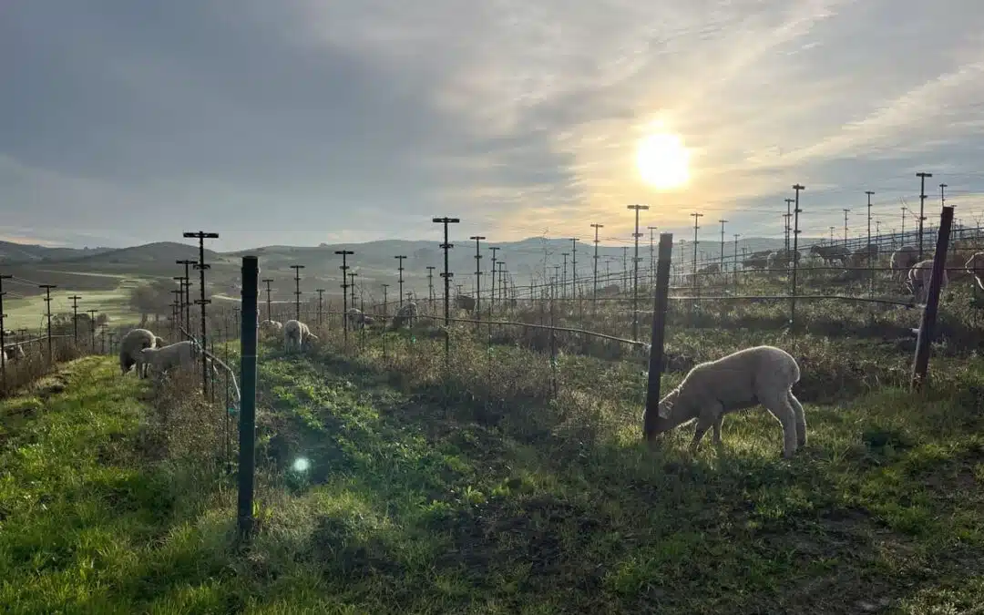 sheep grazing in vineyards