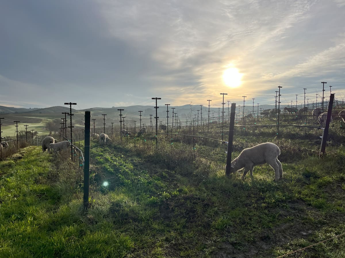 sheep grazing in vineyards