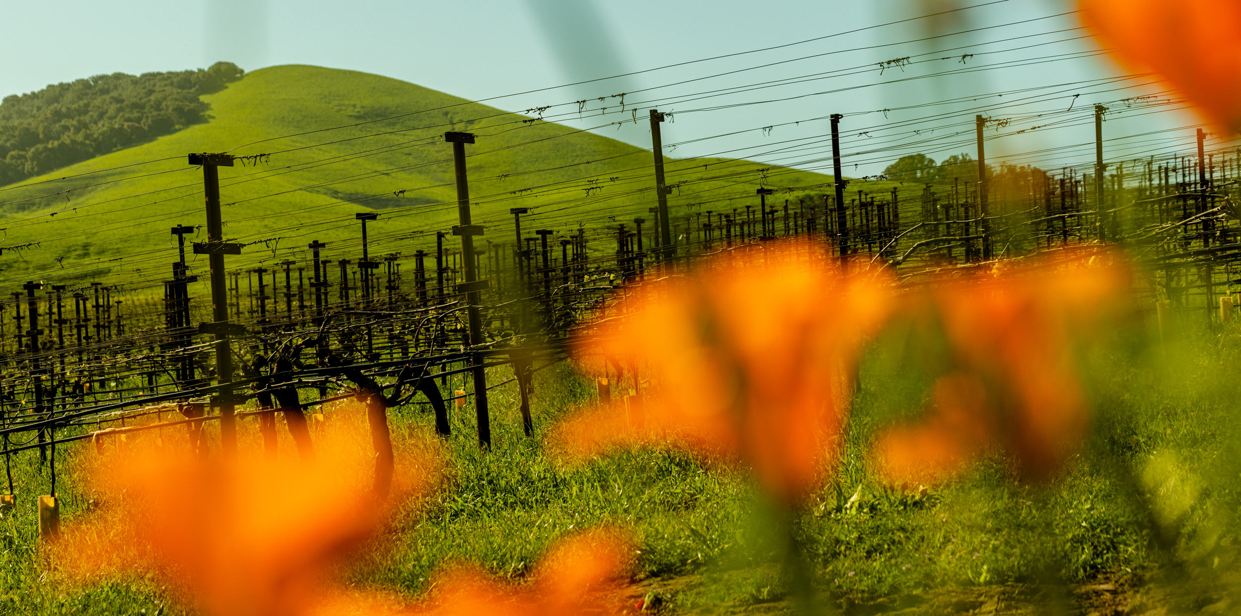 California poppies blooming in Grgich Hills Estate's American Canyon Vineyard, Napa Valley.
