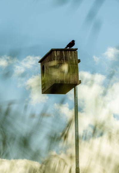 Red-winged blackbird perched atop a wooden owl nesting box. Taken in Grgich Hills Estate's Carneros Vineyard.