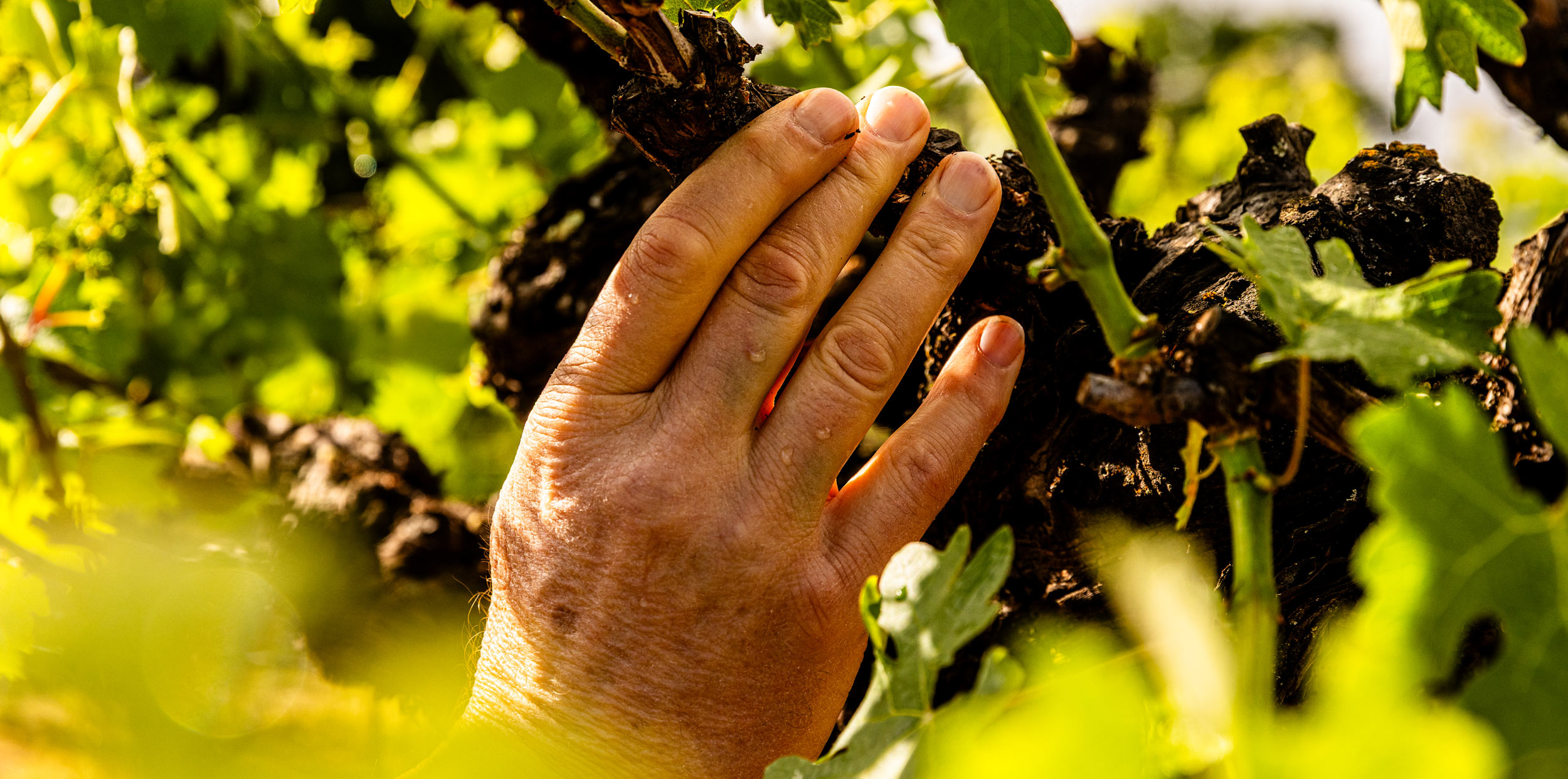 A hand gripping the gnarled, old-growth wood on a grapevine.
