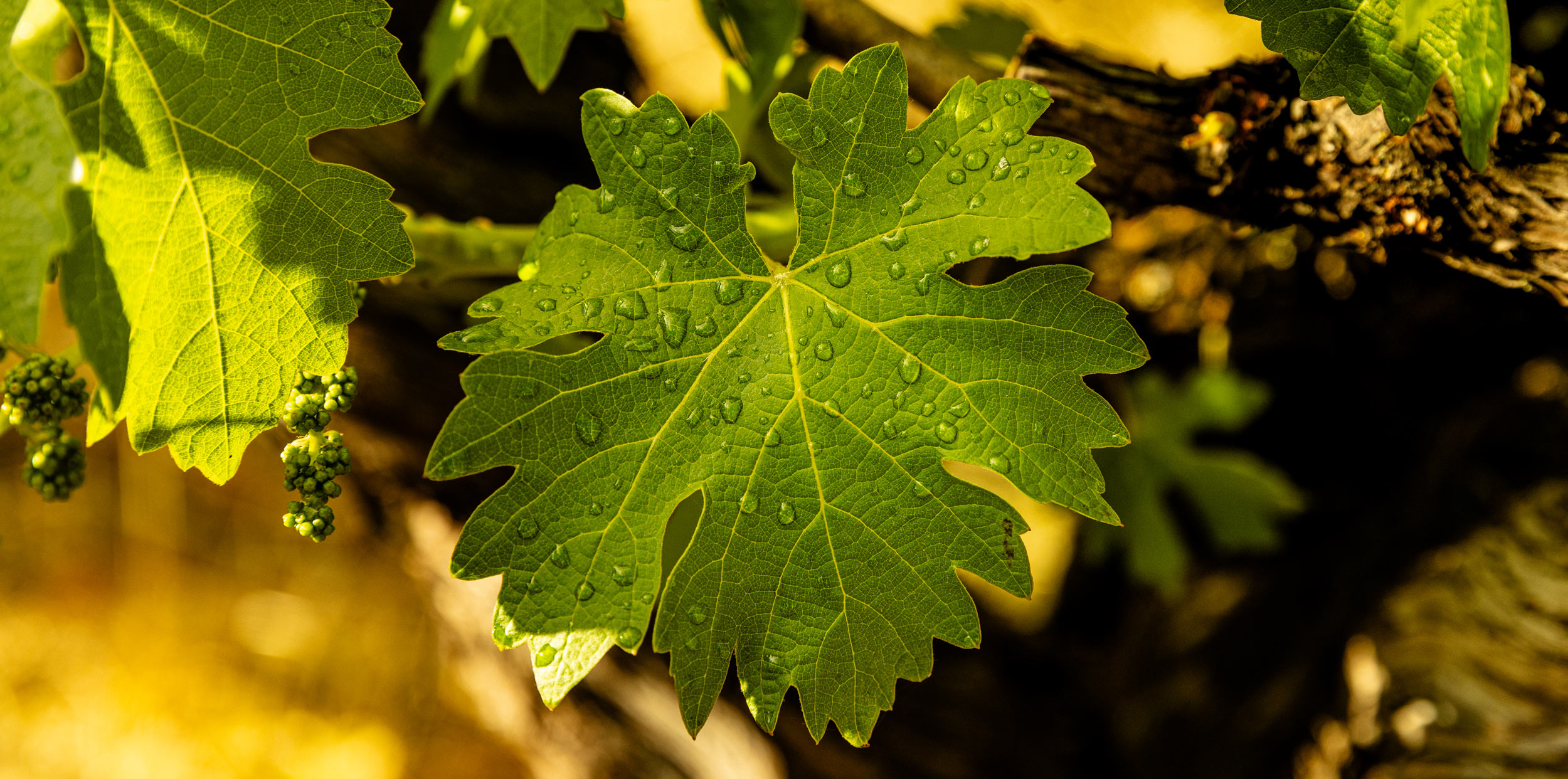 A close-up of a grape leaf speckled with dew. In the background, young grapes grow, bathed in early spring sunlight.