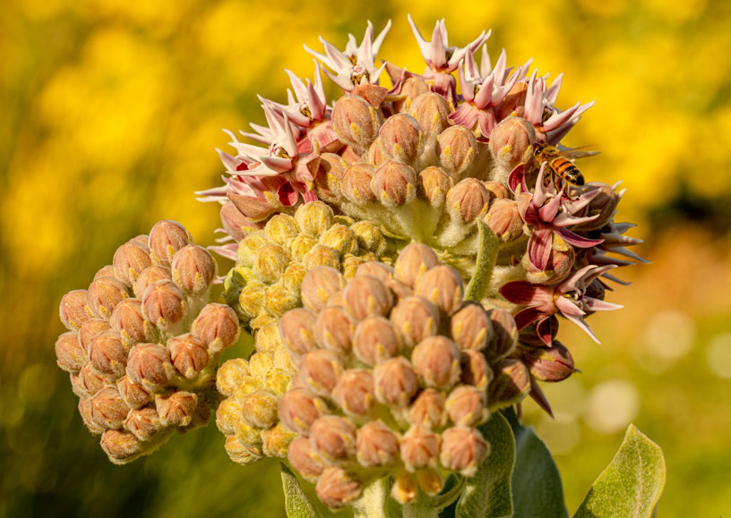 A honeybee enjoys the nectar it finds in a milkweed plant in the Grgich Hills Estate pollinator garden.