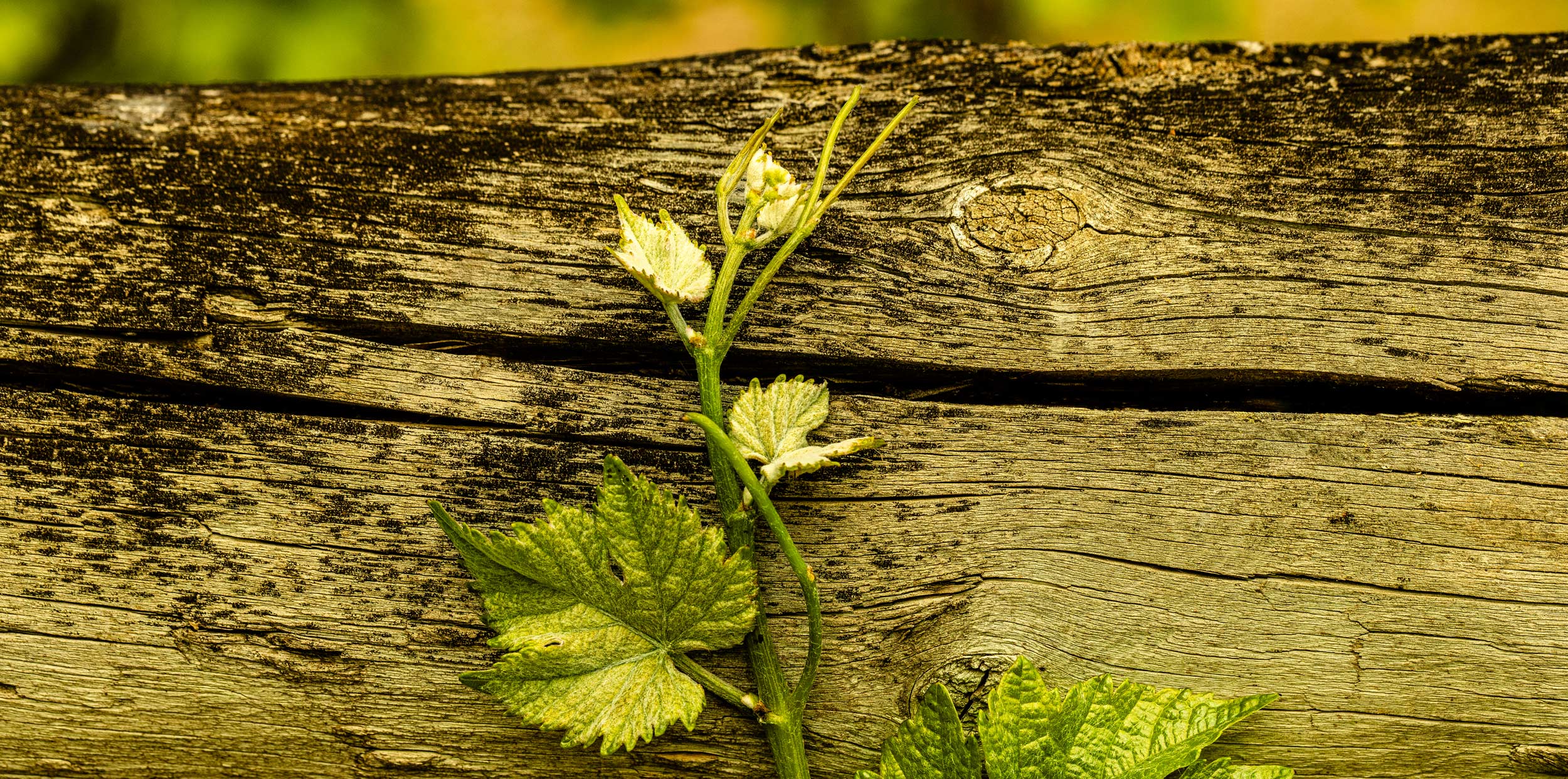 A young grapevine growing vigorously up a wooden fence.