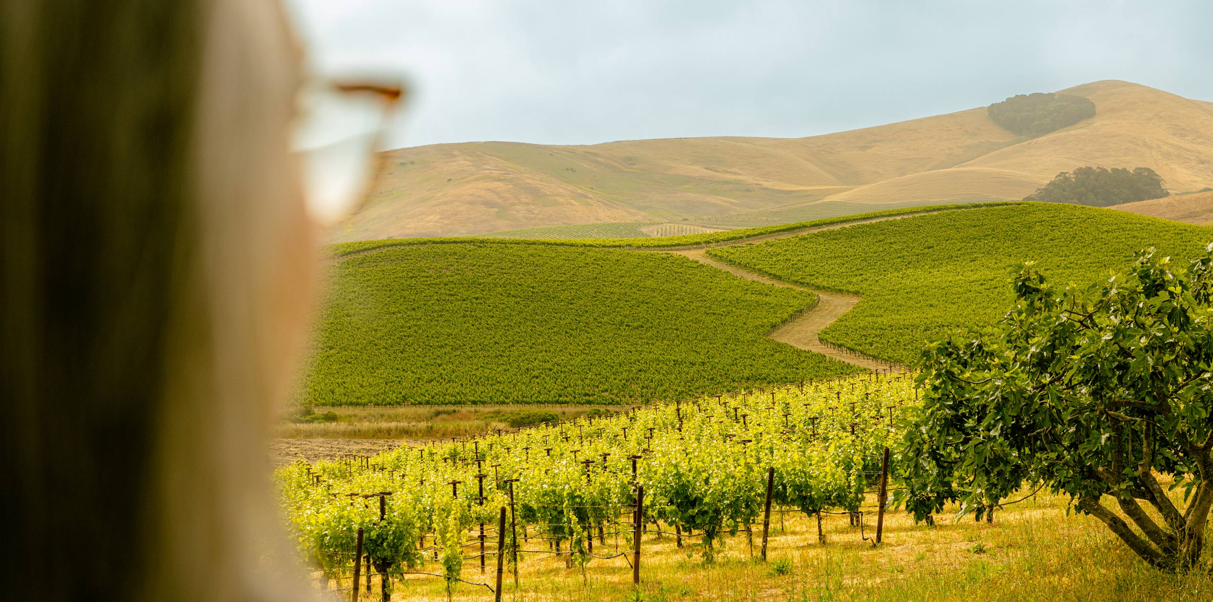 Violet Grgich looks out at the expanse of regeneratively farmed vineyards at the Grgich Hills estate property in American Canyon, California.