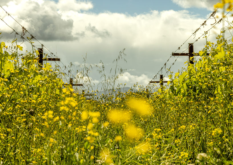 A lush sprawl of flowering plants bursts forward as spring arrives in a regenerative organic Napa Valley vineyard.