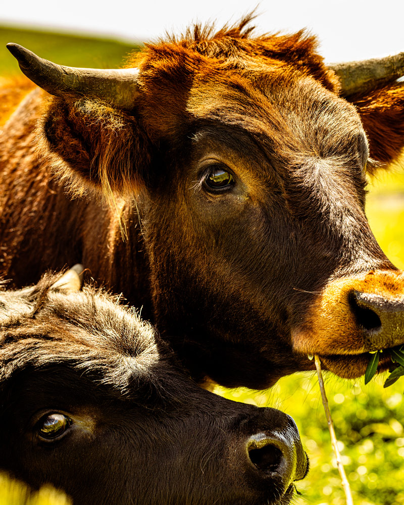 A brown mother cow and her jet black calf enjoy a treat of olive leaves.