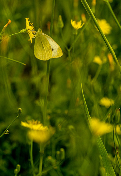 A cloudless Sulphur butterfly drinks nectar from a dandelion.