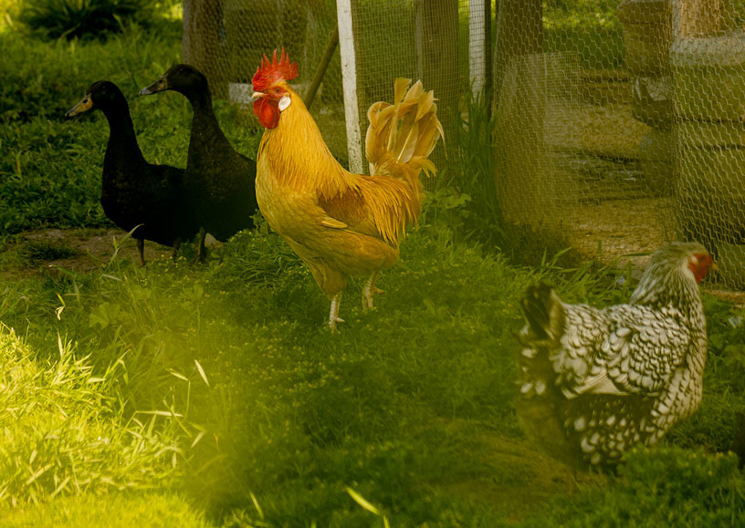 A barnyard scene of chickens and ducks free ranging outside their coop on the Grgich Hills Estate property.