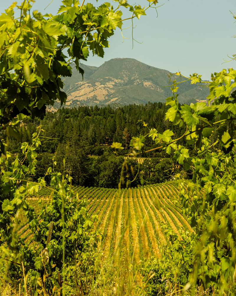 One of the oldest vineyards in Napa Valley, Grgich Hills Estate's Miljenko's Vineyard, planted in Calistoga in 1889. Overlooking Mount St. Helena.
