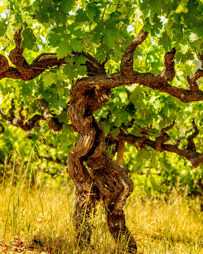 One of the oldest vines in Napa Valley, a Zinfandel vine planted in Grgich Hills Estate's Calistoga vineyard in 1889.