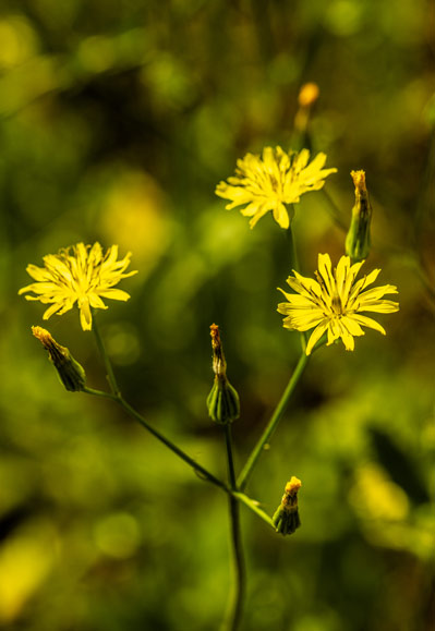 A trio of dandelion flowers bloom in biodiverse Napa Valley vineyards.