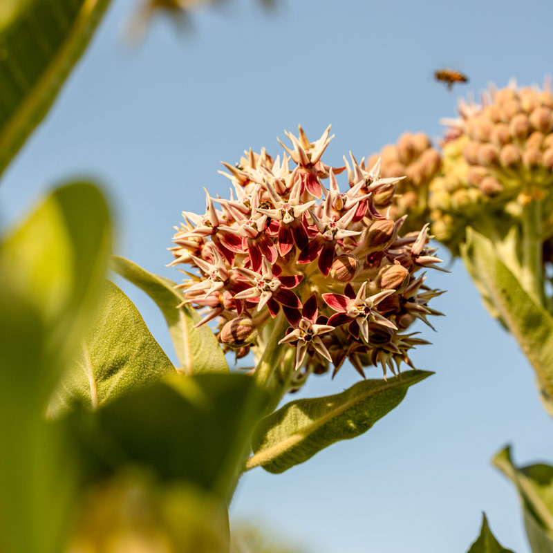 A bloom of showy milkweed with star-shaped pink and white blossoms is set against a light blue sky, attracting pollinators like a honeybee flying in the background.