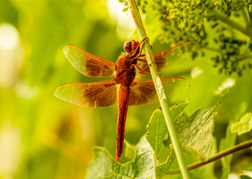 A flame skimmer dragonfly perches on a vine, indicating a natural harmony in the ecosystem created by regenerative organic agriculture.