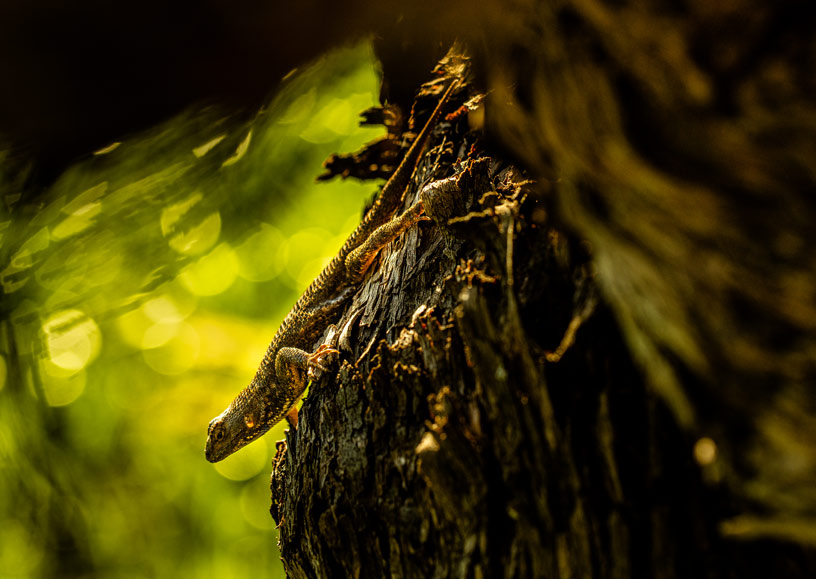 A lizard scouts for its next meal on a vine in the biodiverse vineyards of Grgich Hills Estate in Napa Valley, California.