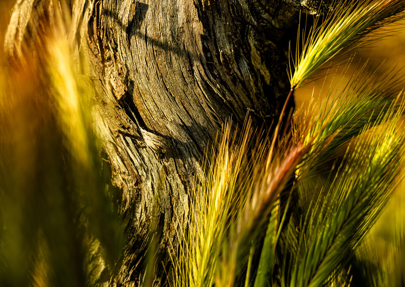 Wild rye brushes against an old vine growing in a regeneratively farmed Napa Valley vineyard.