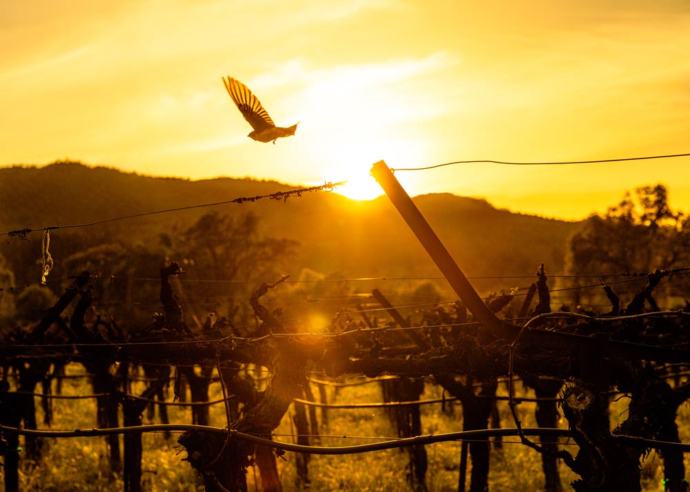 A tree swallow takes to wing in Grgich Hills Estate's Regenerative Organic Certified Rutherford vineyard.
