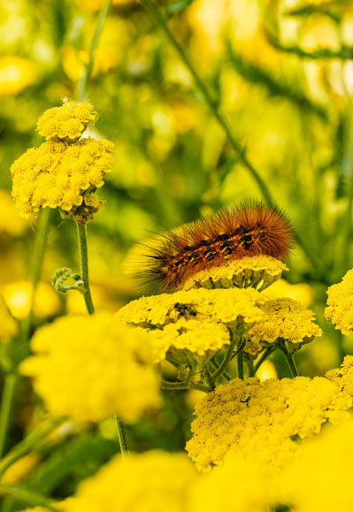 A fuzzy caterpillar enjoys life atop a head of yellow yarrow - regenerative viticulture in action.