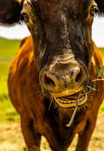 A brown cow belonging to Grgich Hills Estate chews on some fresh food.
