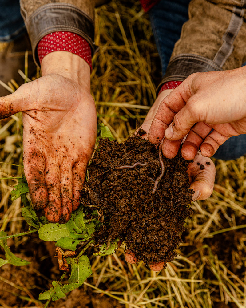 Extremely healthy, rich, and dark soil with worms is being held by two earthy hands.