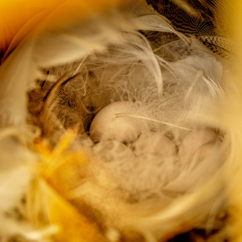 A fluffy and well-maintained birds nest with a clutch of milk-white eggs nestled amongst the feathers and straw.