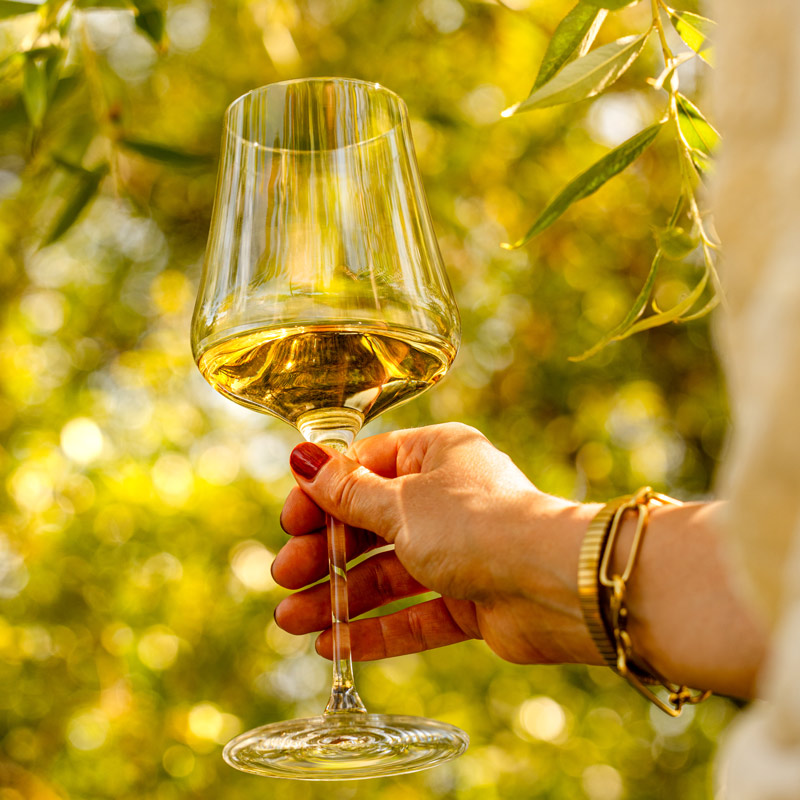 A glass of Napa Valley Sauvignon Blanc being held in an olive orchard. Dappled sunlight breaks through the leaves in the background.