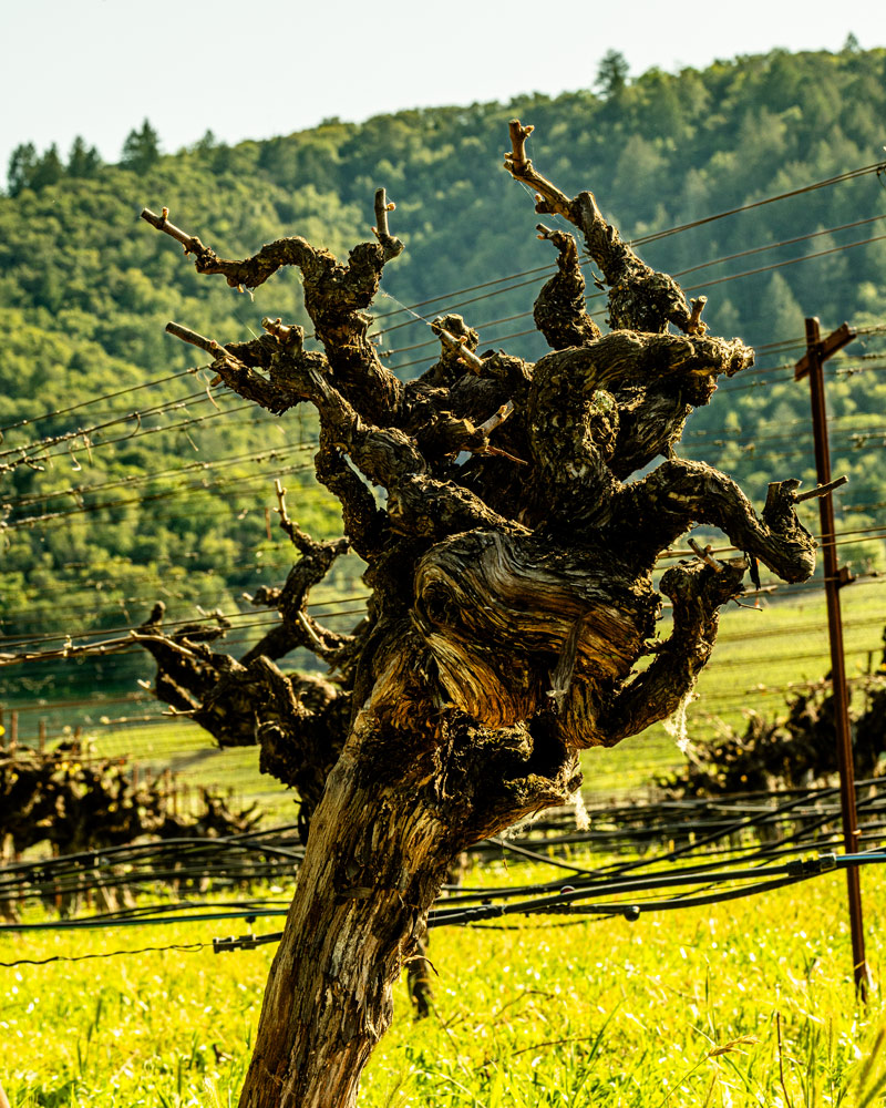 One of the oldest vines in Napa Valley, a Zinfandel planted in 1889, still growing strong in the hills of Calistoga.