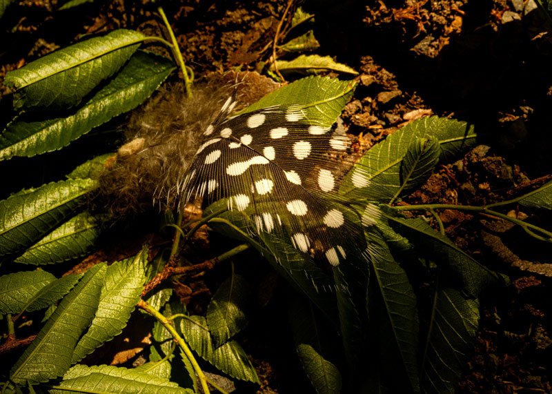A lone, spotted guinea fowl feather trembles in the breeze as it waits to be carried off by the wind.