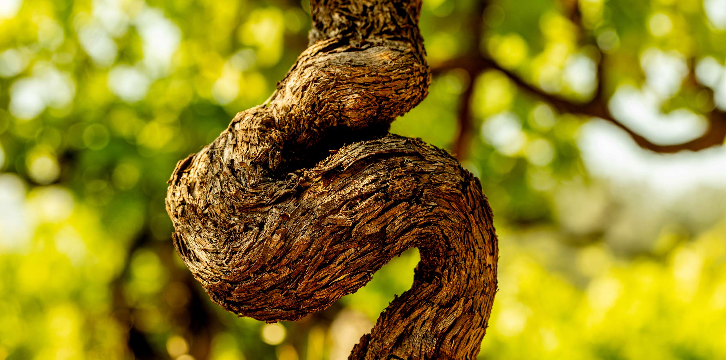 A gnarled old vine Cabernet Sauvignon twists in a serpentine 'S' shape with lush greenery in the background.
