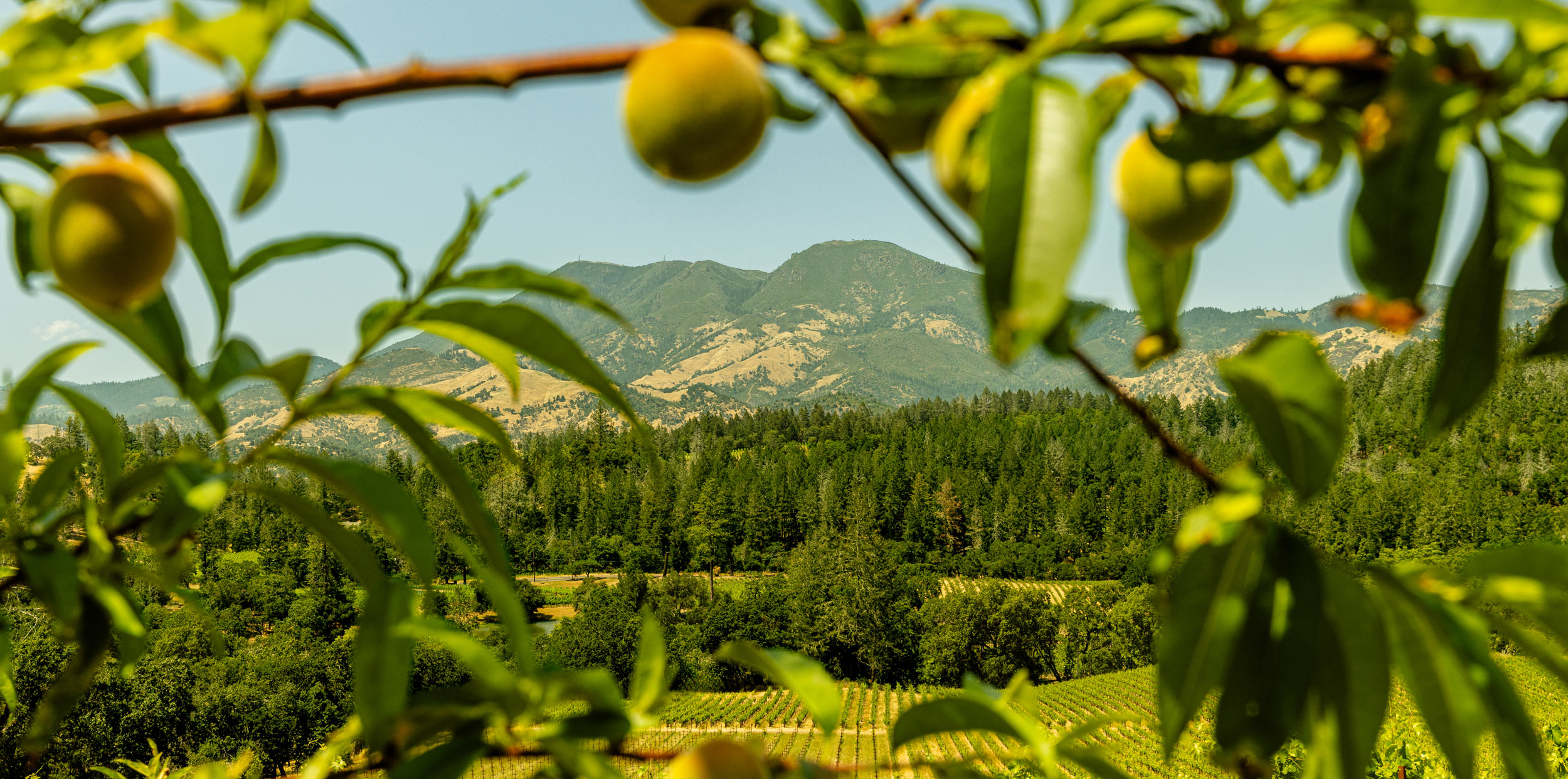 One of the oldest vineyards in Napa Valley, Grgich Hills Estate's Miljenko's Vineyard, planted in Calistoga in 1889. Overlooking Mount St. Helena.