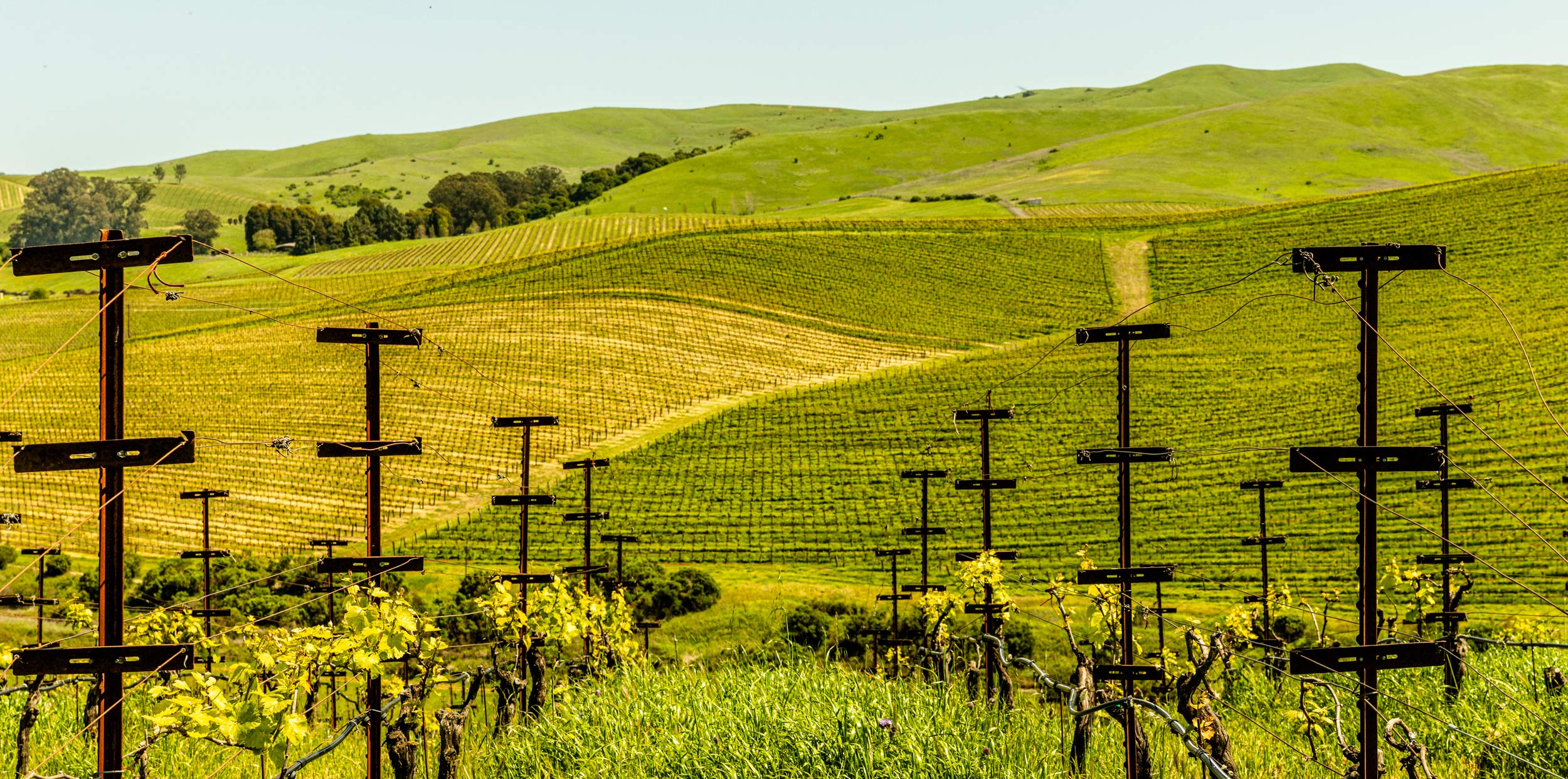 A patchwork of vibrant yellows and greens illustrate the health of Grgich Hills Estate's American Canyon vineyard.