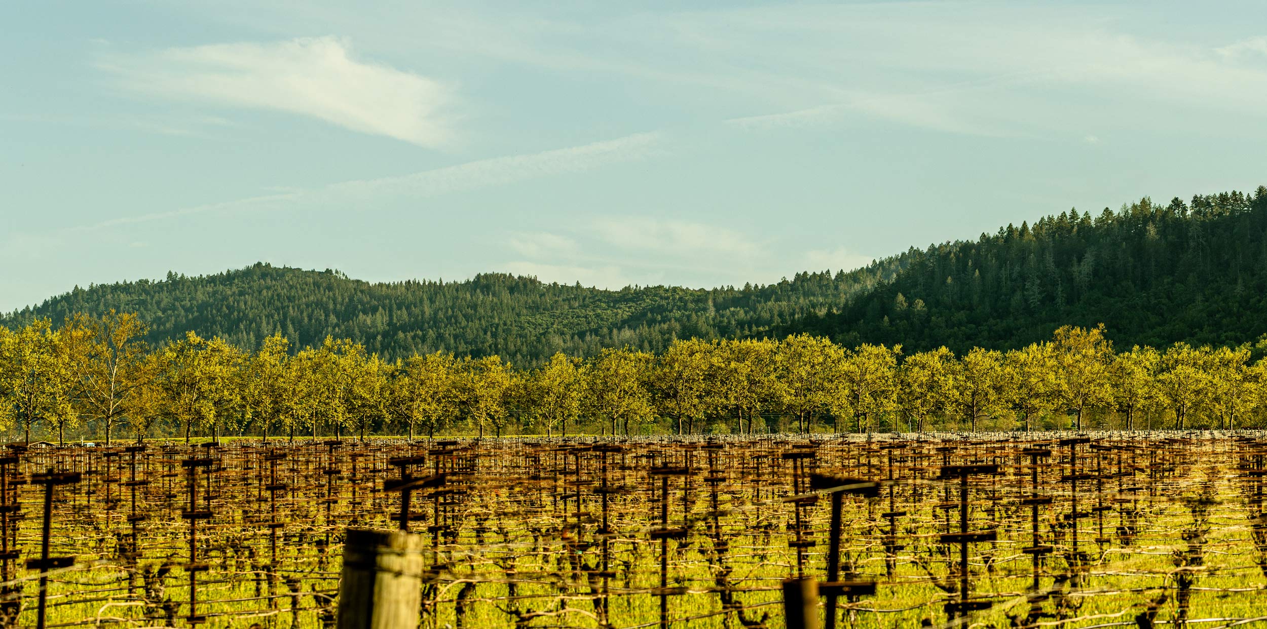 A line of trees marks the end of Grgich Hills Estate's Rutherford vineyard.