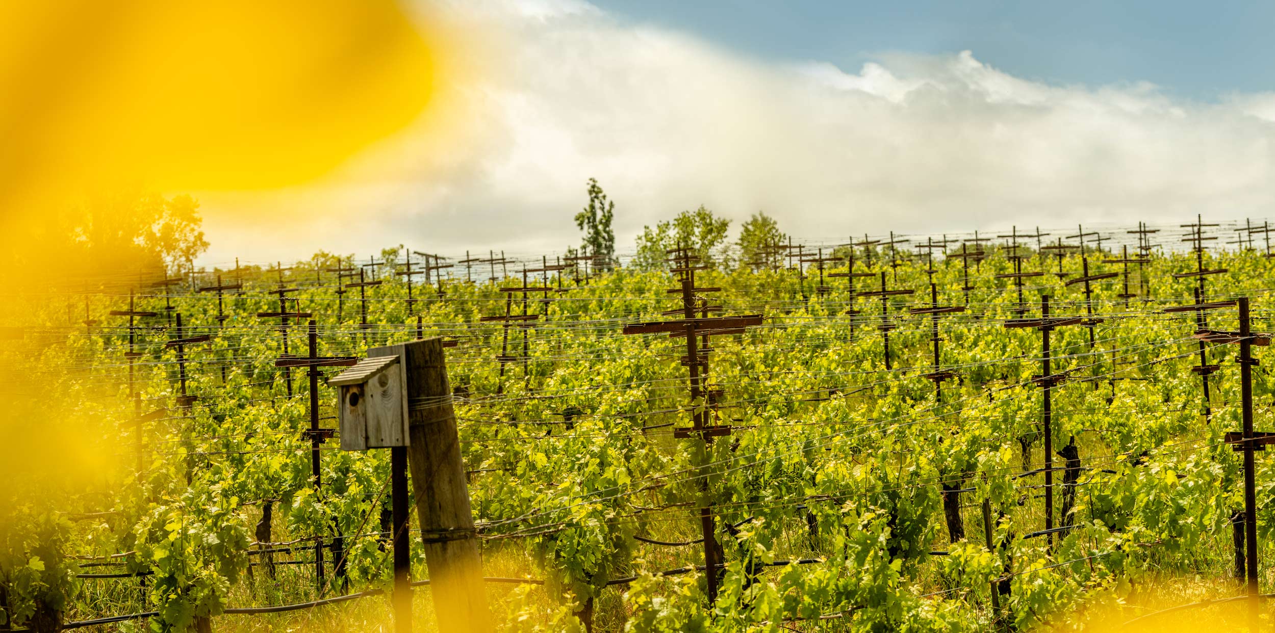 Grgich Hills Estate's Carneros vineyard, with a wooden birdbox.