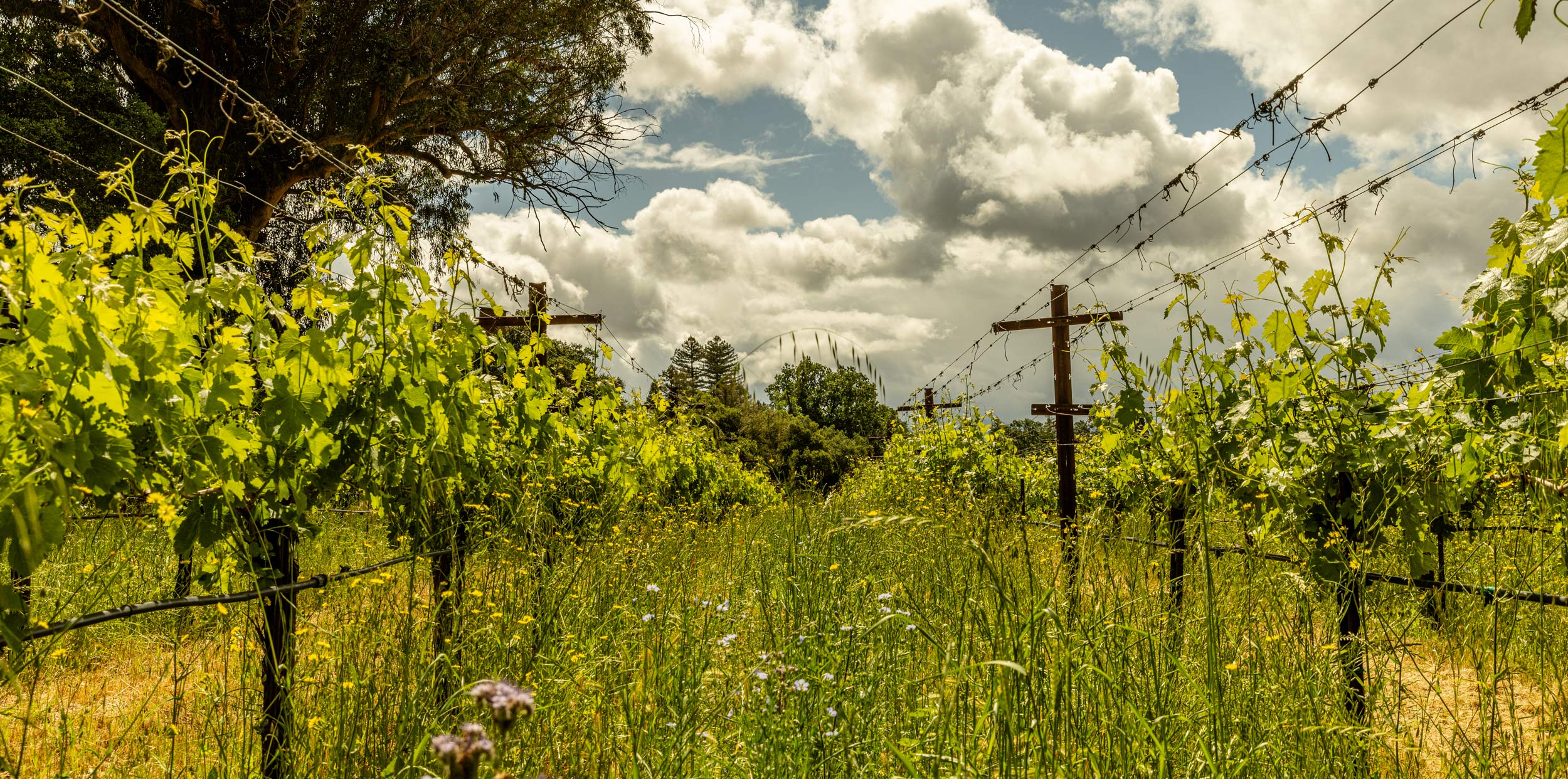 Cover crops growing alongside vines in the regenerative organic Yountville vineyard owned by Grgich Hills Estate.