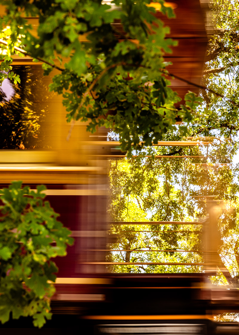 A train rushes by, blurred by the movement, surrounded by resplendent California live oak trees.