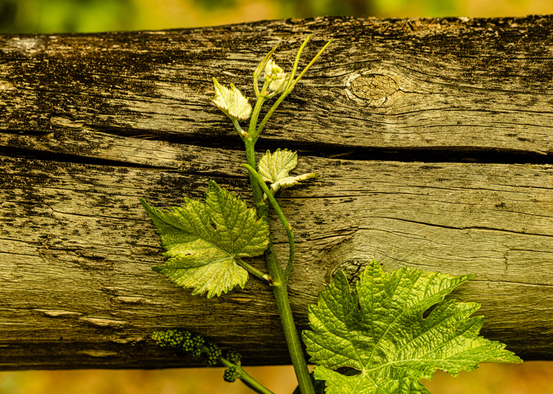 A young grapevine growing vigorously up a wooden fence.
