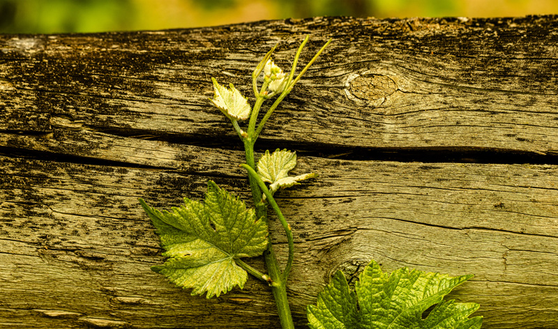 A young grapevine growing vigorously up a wooden fence.