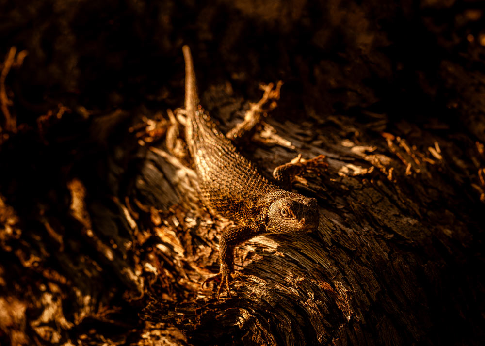 Lizard native to California on top of old vine Cabernet Sauvignon wood, all bathed in golden light.